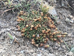 Paronychia andina