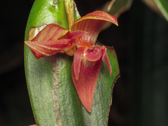 Pleurothallis siphoglossa