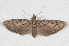 Eupithecia palpata