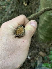 Aristolochia galeata