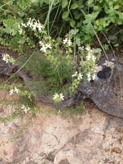 Teucrium pseudochamaepitys image