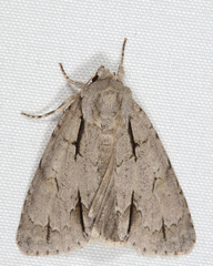 Acronicta laetifica