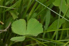 Marsilea minuta