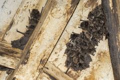 Myotis dinellii