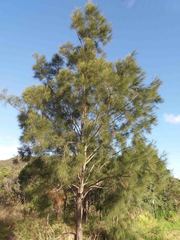 Casuarina collina