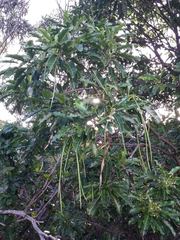 Alstonia balansae