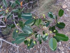 Alphitonia neocaledonica