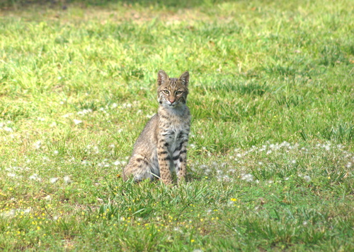 Bobcat photographed in Tennessee