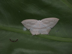 Acropteris ciniferaria