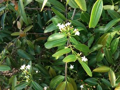 Melodinus phylliraeoides