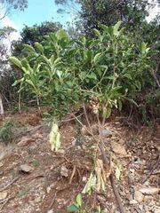 Alstonia balansae