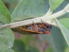 Magicicada septendecula