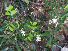 Zanthoxylum pancheri