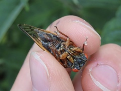 Magicicada septendecula