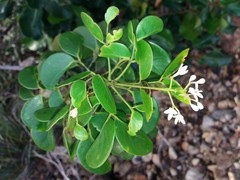 Zanthoxylum pancheri