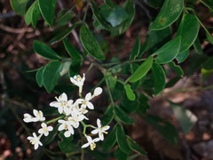 Zanthoxylum pancheri