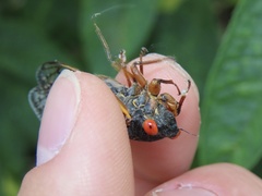 Magicicada septendecula