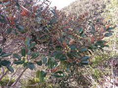 Alphitonia neocaledonica