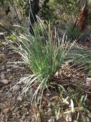 Machaerina deplanchei