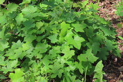 Menispermum canadense