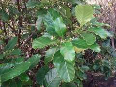 Alstonia balansae