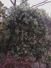 Denhamia fournieri