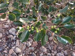 Alphitonia neocaledonica