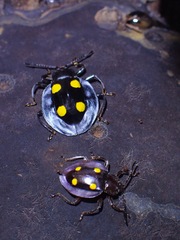 Eumorphus marginatus