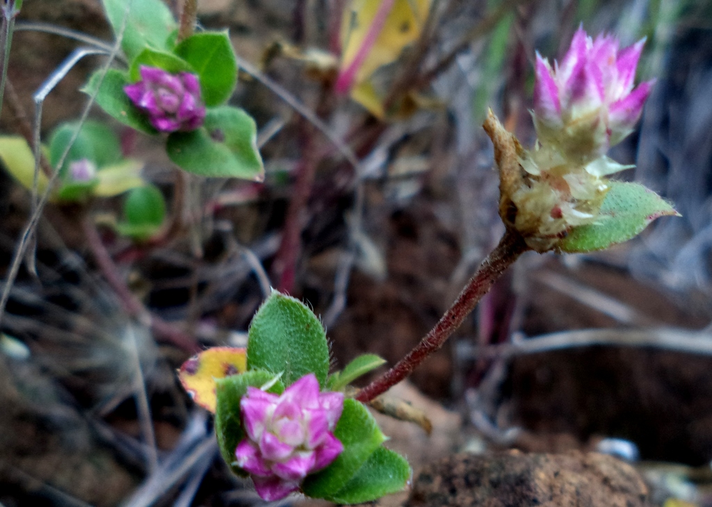 Gomphrena pringlei