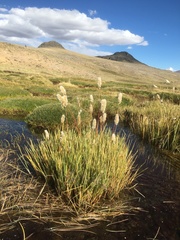 Deschampsia ovata
