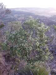 Denhamia fournieri