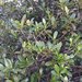 Baloghia alternifolia - Photo (c) juju98, some rights reserved (CC BY-NC), uploaded by juju98