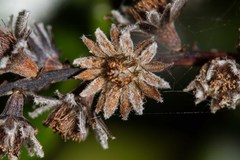 Homalium