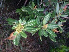 Xanthostemon carlii