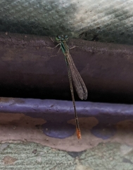 Agriocnemis pygmaea