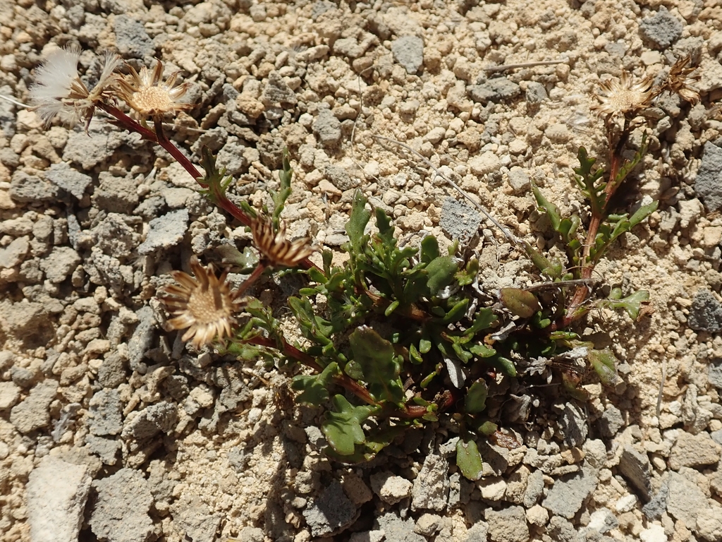 Senecio basinudus