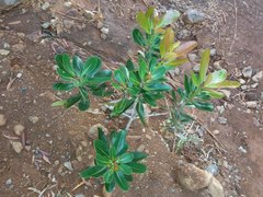 Metrosideros laurifolia