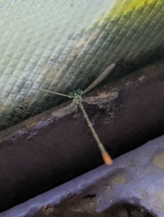 Agriocnemis pygmaea