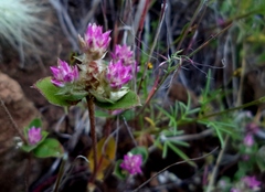 Gomphrena pringlei