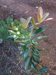 Metrosideros laurifolia