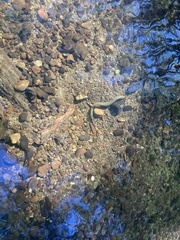 Lampetra richardsoni