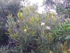 Grevillea exul