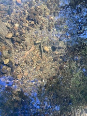 Lampetra richardsoni