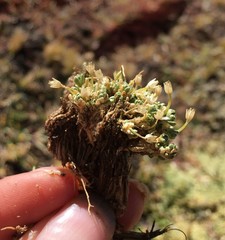 Arenaria pedunculosa