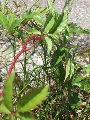Rubus trivialis image