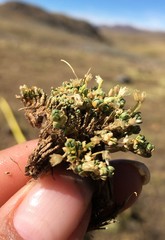 Arenaria pedunculosa