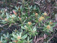 Xanthostemon carlii