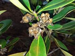 Metrosideros laurifolia