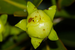 Metrosideros laurifolia