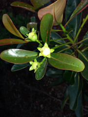 Metrosideros laurifolia